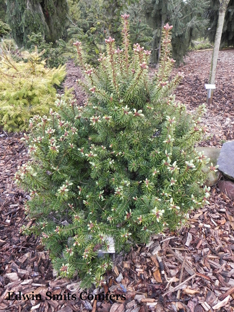 Abies balsamea 'Fox Farm'